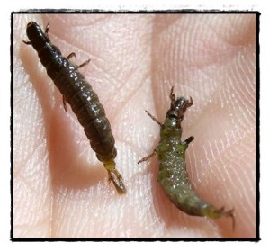 caddis larva